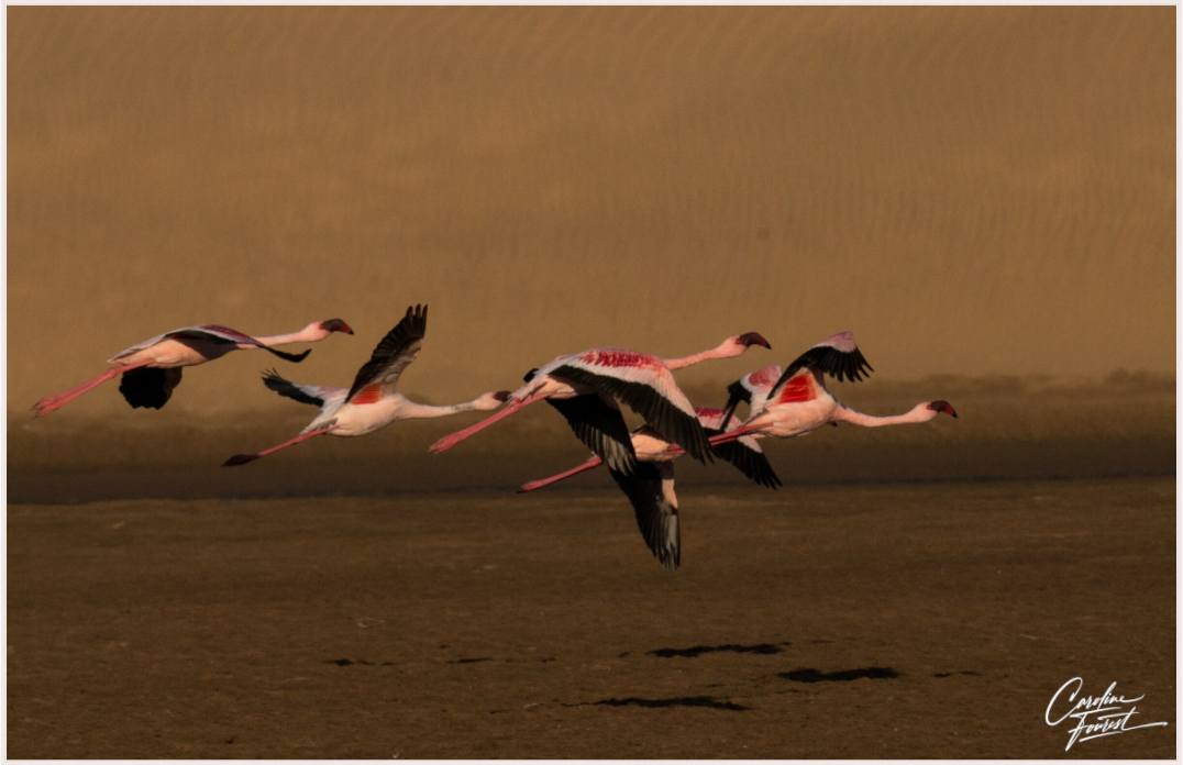 Wings of Dawn (Caroline Fourest)