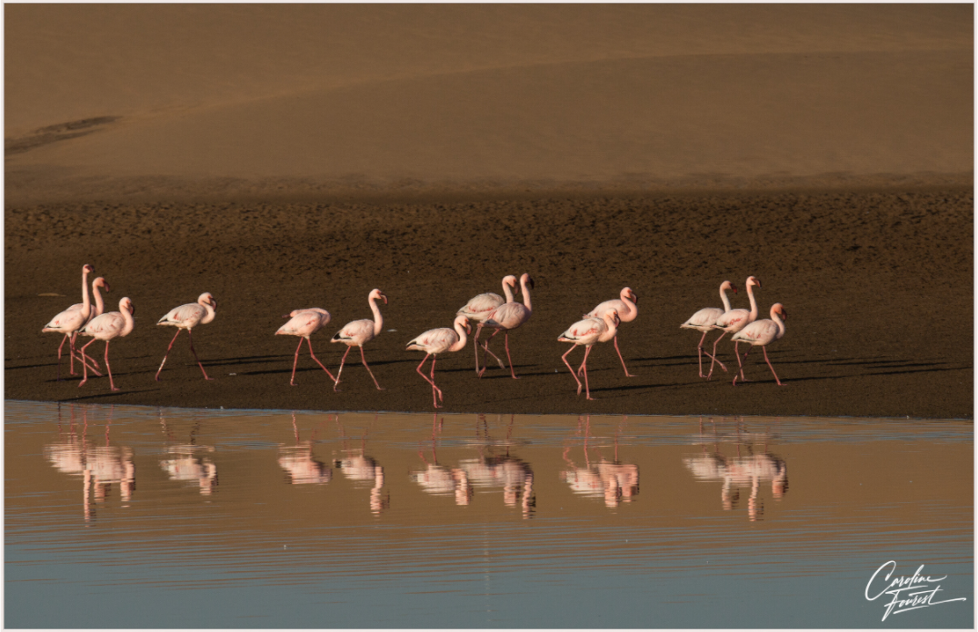 Ballet of the Flamingos (Caroline Fourest)