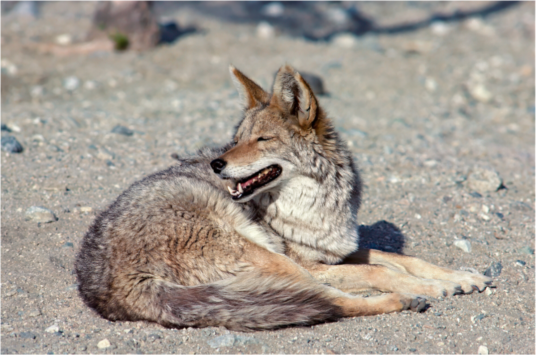 Resting Coyote (Aline de Nanxe)