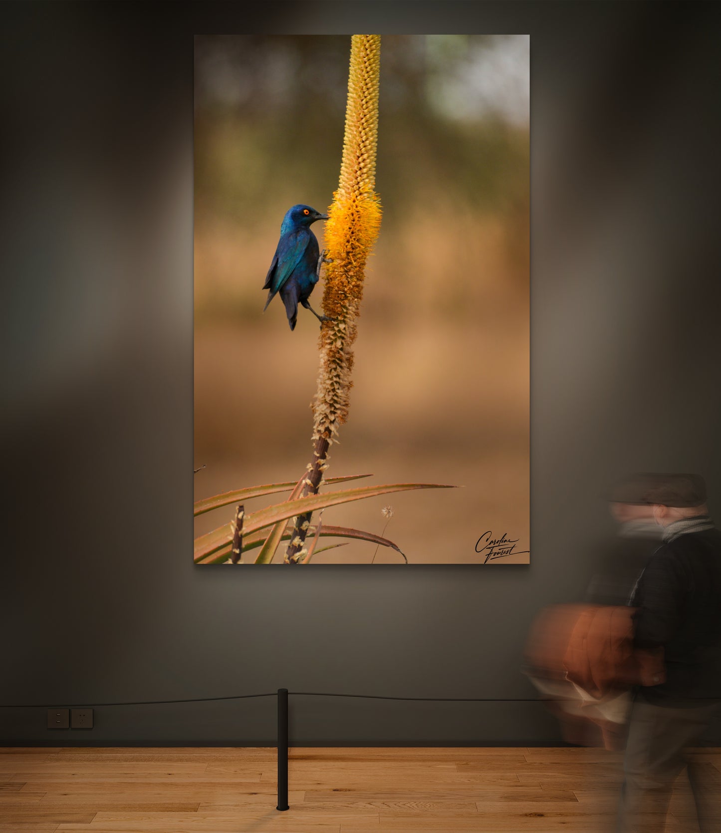 Sapphire Songbird (Caroline Fourest)