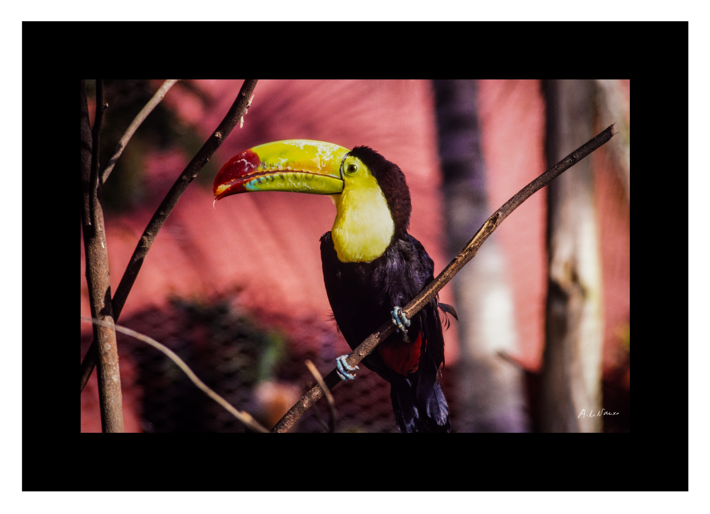 The Toucan Vibrant Symphony (Aline de Nanxe)