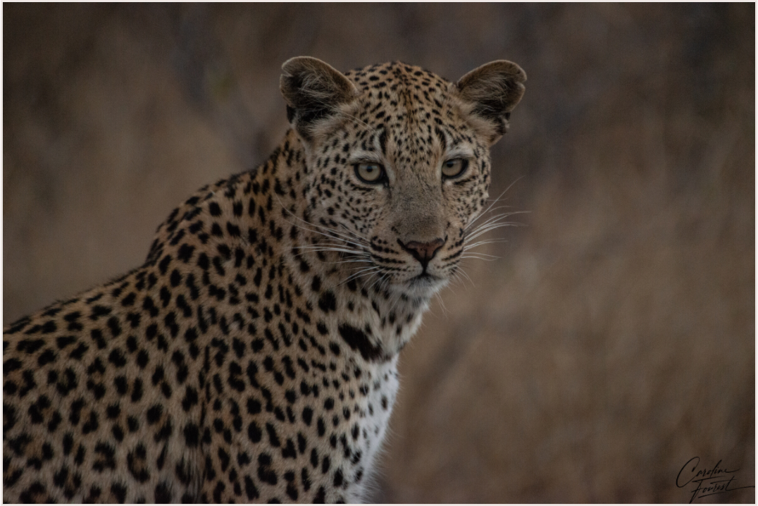Spotted Majesty (Caroline Fourest)