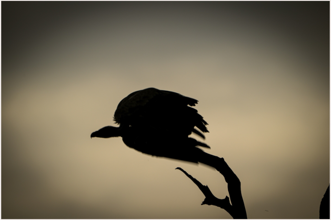 Silhouette Serenade (Fiammetta Venner)