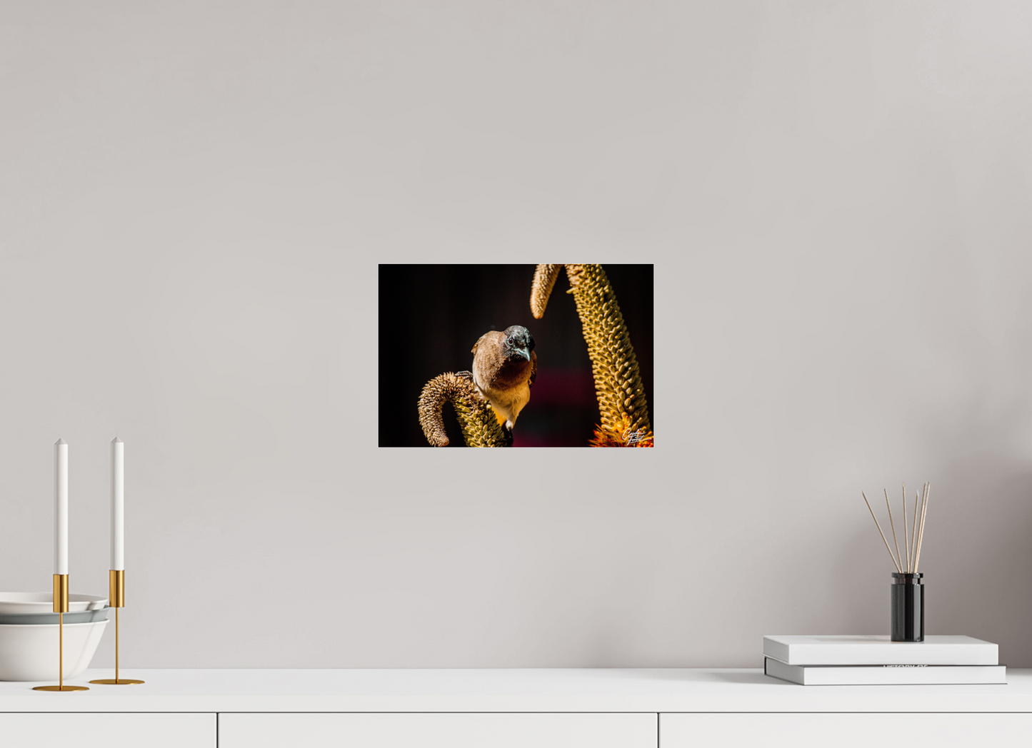 Perched Curiosity (Caroline Fourest)