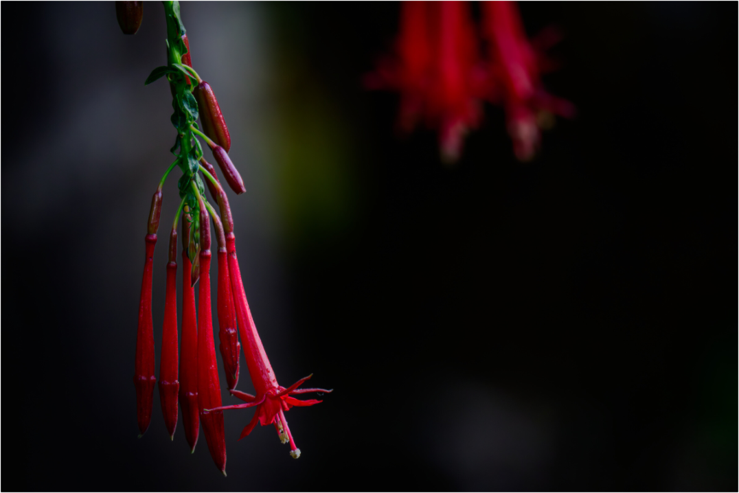 Main image Fiammetta Perou