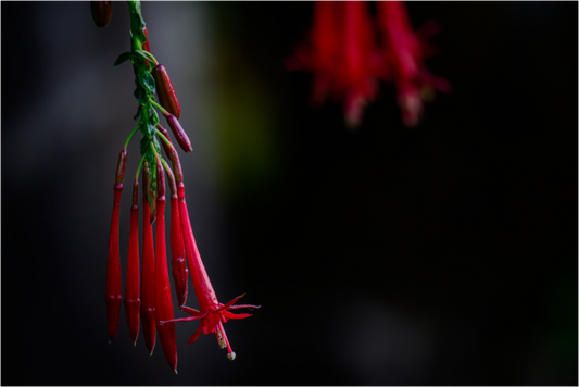 Main image Fiammetta Perou