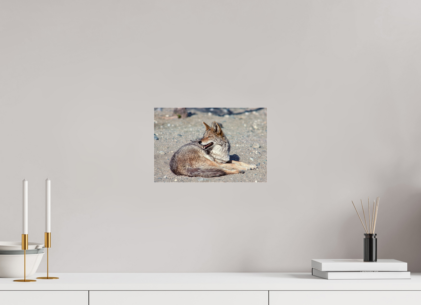 Resting Coyote (Aline de Nanxe)