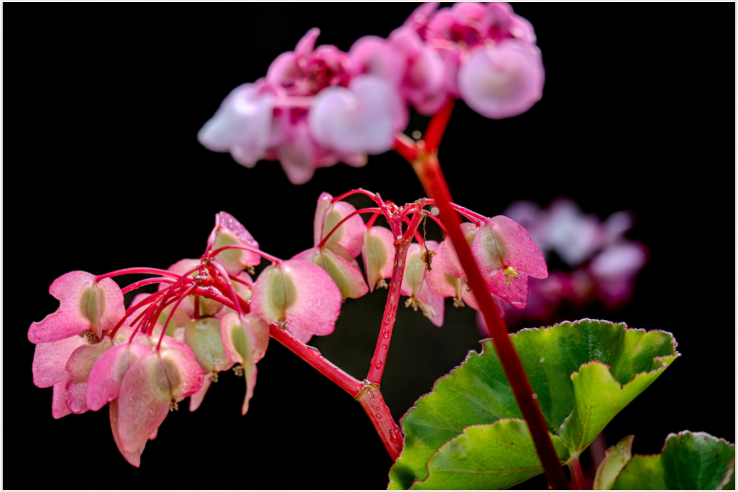 Main image Fiammetta Perou