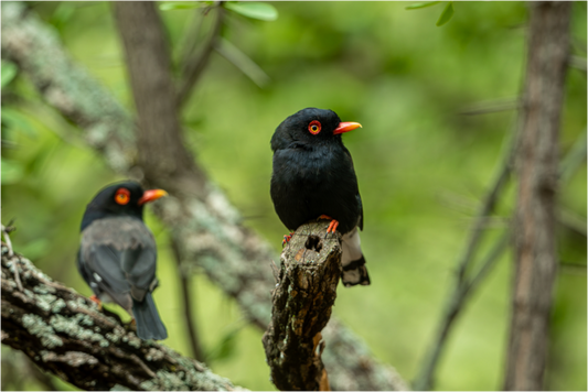 Feathered Companions (Fiammetta Venner)