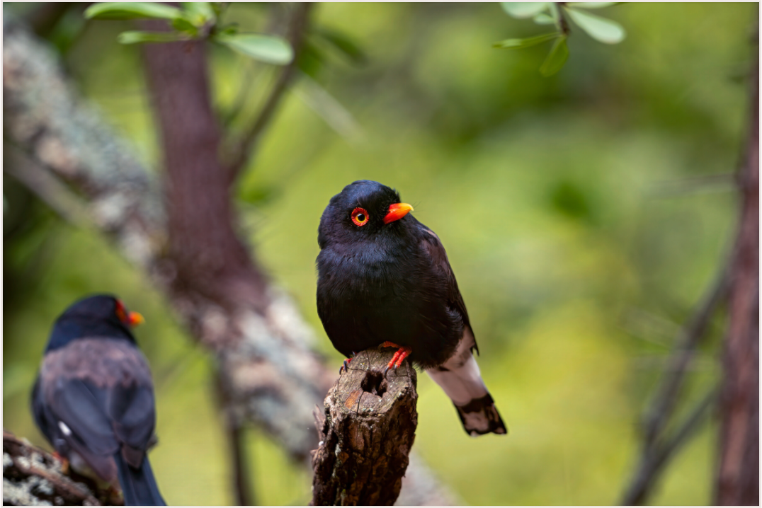 Perched Elegance (Fiammetta Venner)