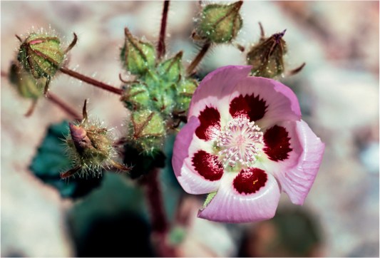 Desert Blossom (Aline de Nanxe)