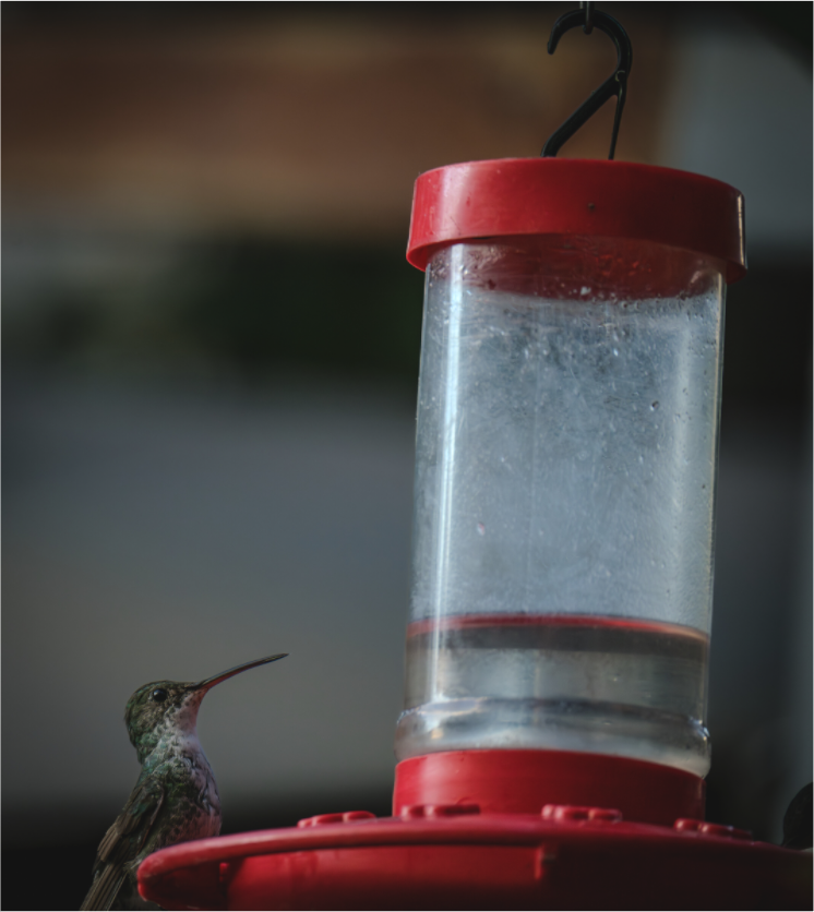 Main image Fiammetta Perou