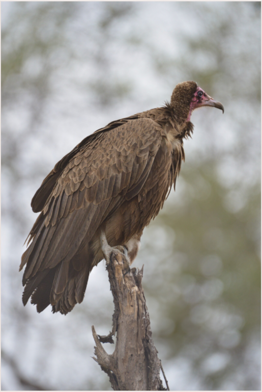 Sentinel of the Savanna (Fiammetta Venner)