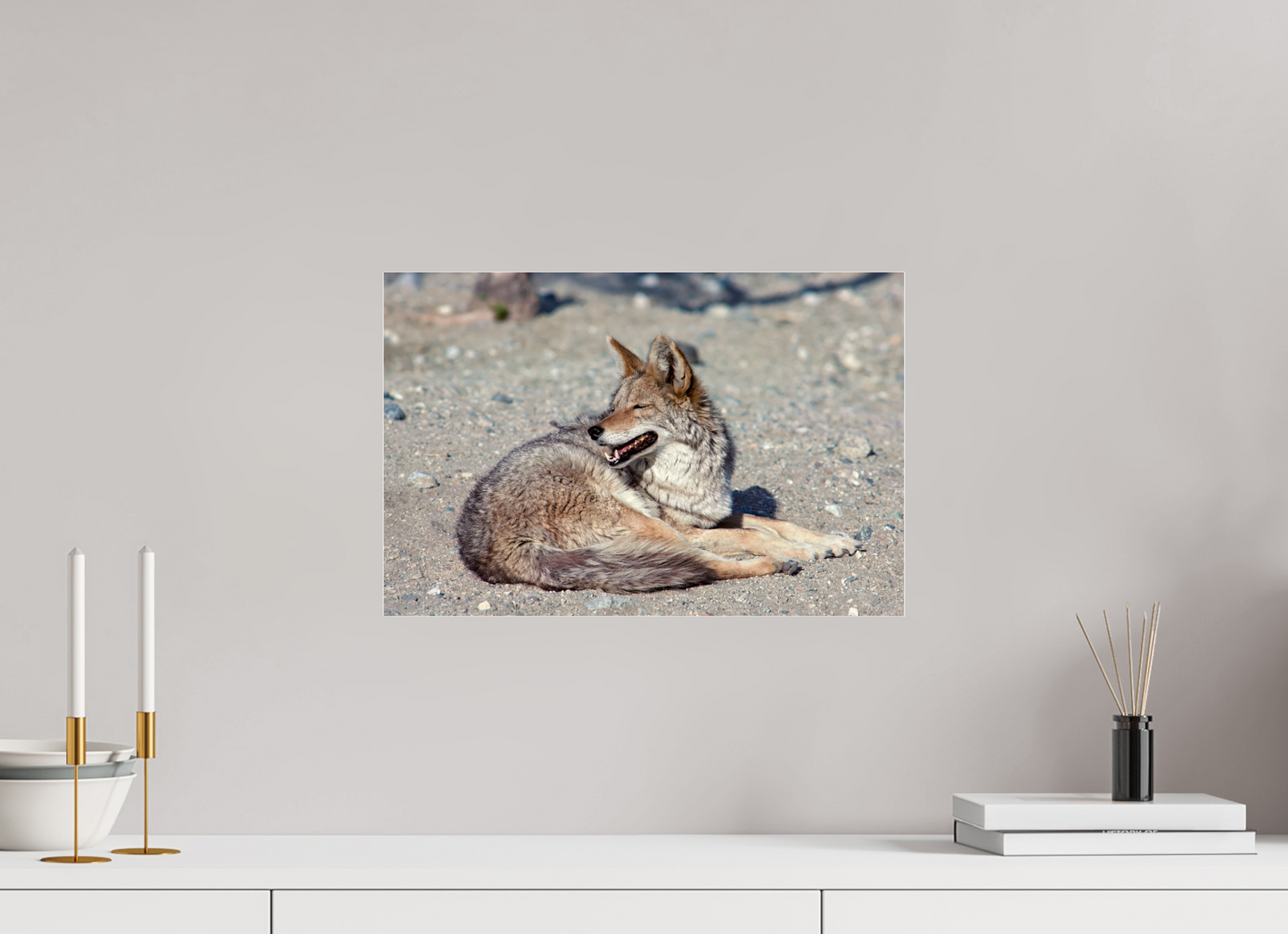 Resting Coyote (Aline de Nanxe)