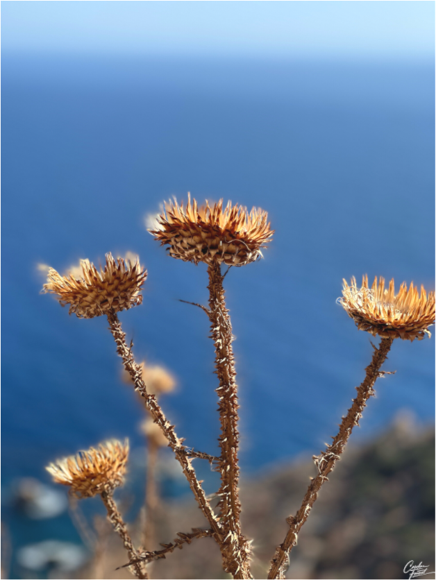 Main image Whispers of the Wind (Caroline Fourest)