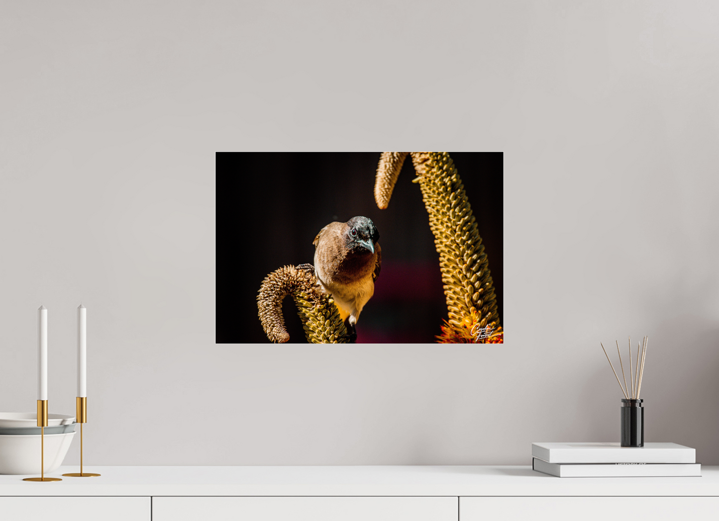 Perched Curiosity (Caroline Fourest)
