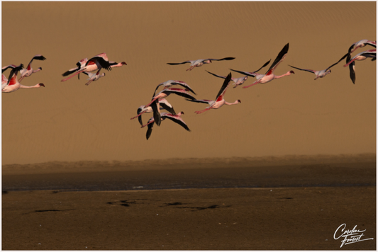 Echoes in Flight (Caroline Fourest)