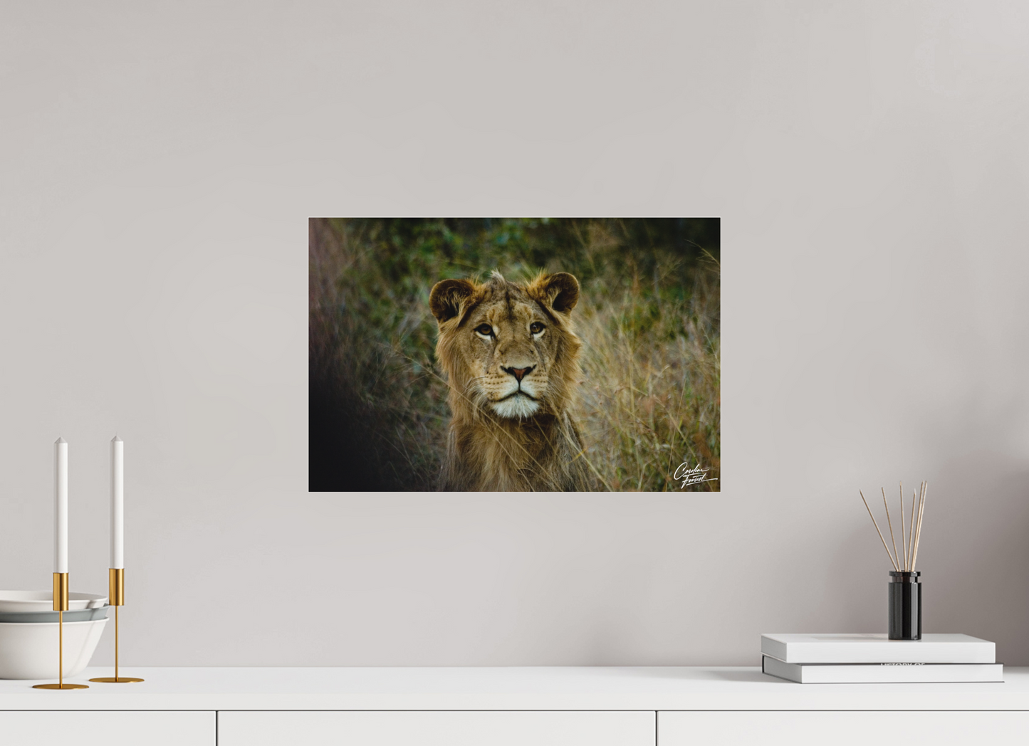 King of the Grasslands (Caroline Fourest)