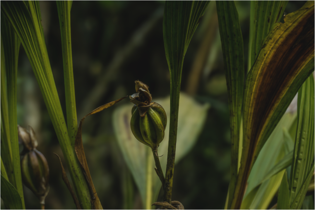 Main image Fiammetta Perou