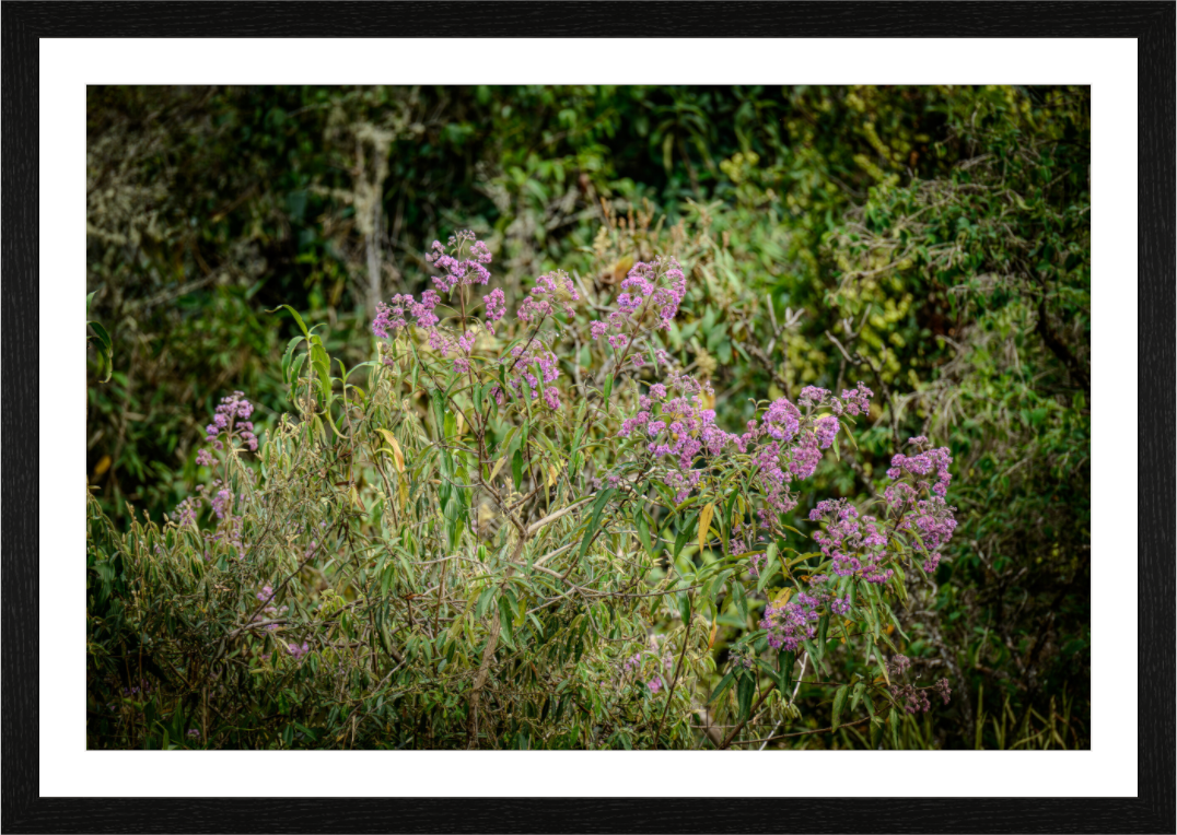 Main image Fiammetta Perou