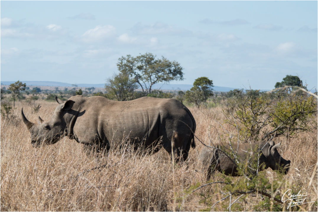 Gentle Giants (Caroline Fourest)
