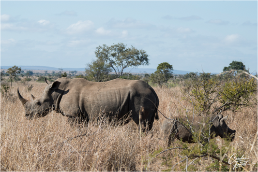 Gentle Giants (Caroline Fourest)