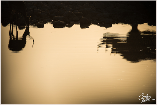 Etosha Reflections (Caroline Fourest)