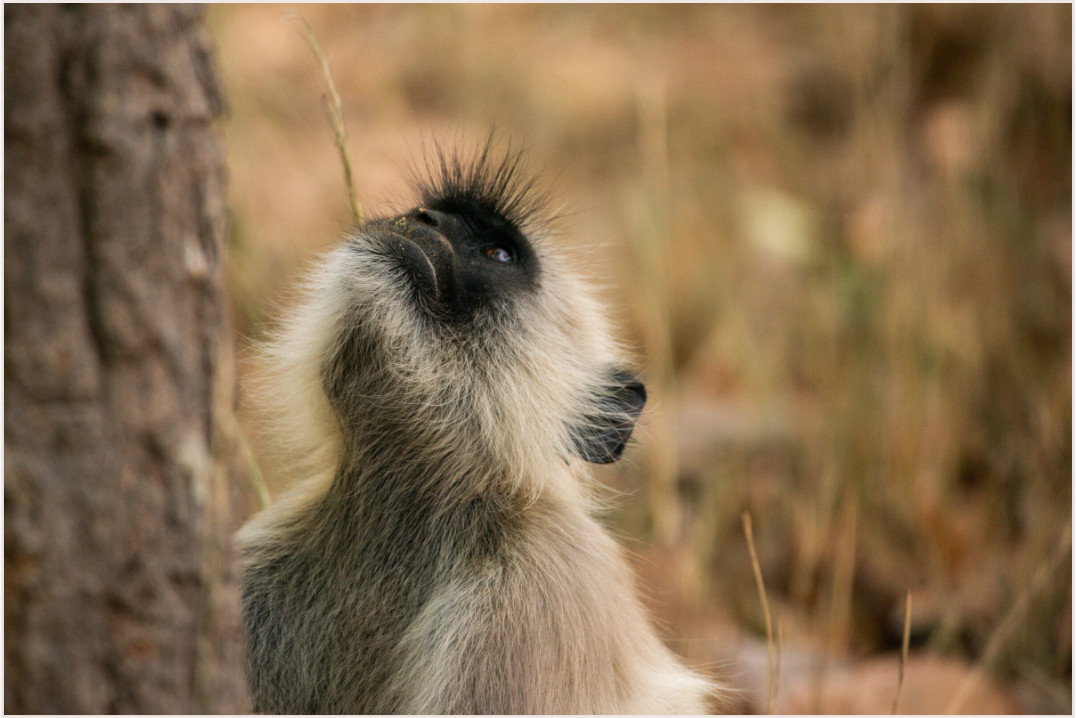 Gaze of Curiosity (Fiammetta Venner)