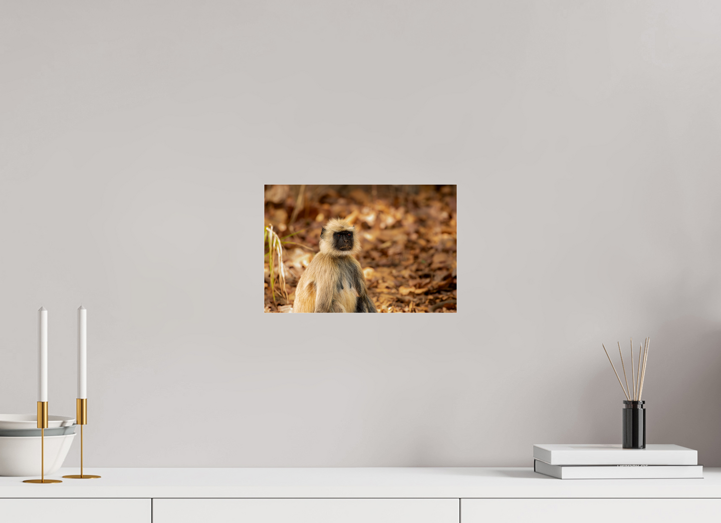 Langur Contemplative Gaze (Fiammetta Venner)
