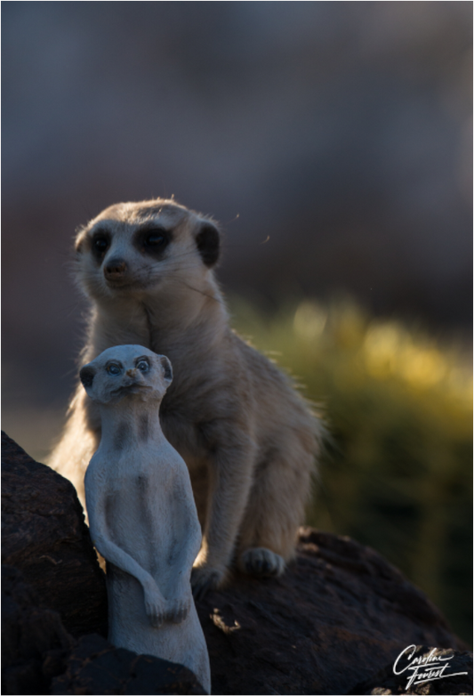 Meerkat Puppet (Caroline Fourest)