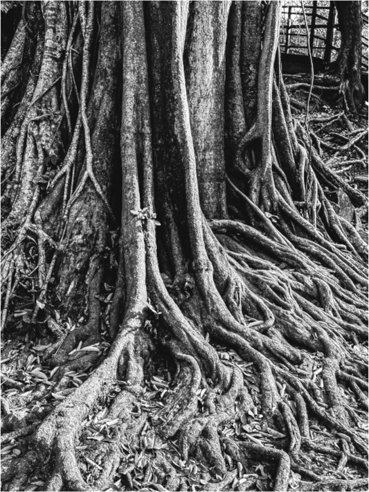 Ancient Whispers (Fiammetta Venner)