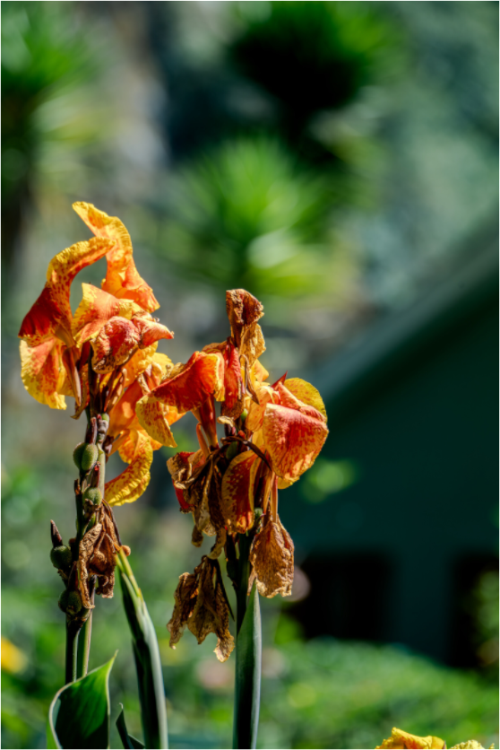 Main image Peru (2024) Photography : © Fiammetta Venner / REIA (Fiammetta Venner)