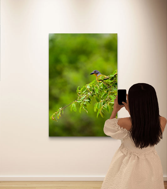 Vibrant Perch (Caroline Fourest)