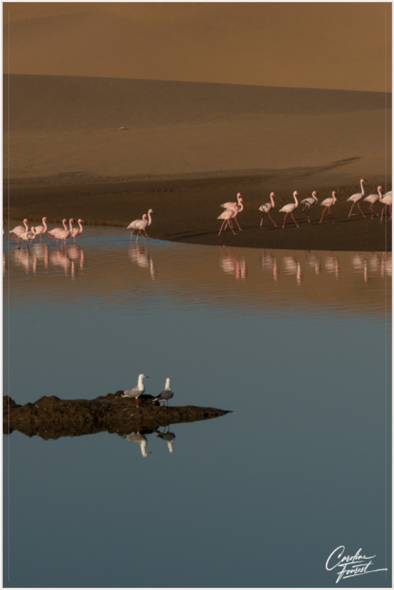 Mirrored Elegance (Caroline Fourest)