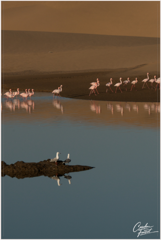 Mirrored Elegance (Caroline Fourest)