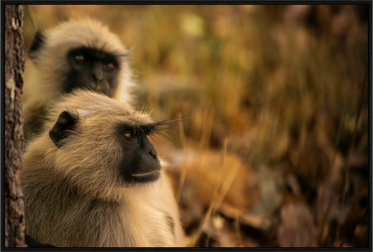 Forest Companions (Fiammetta Venner)