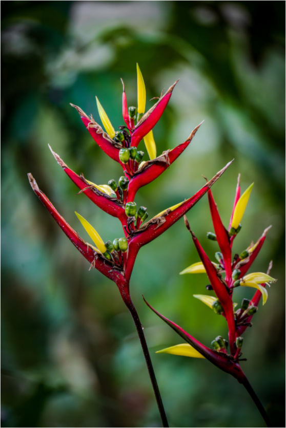 Main image Fiammetta Perou