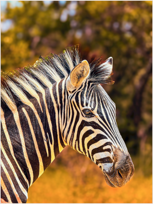 Majestic Gaze (Fiammetta Venner)