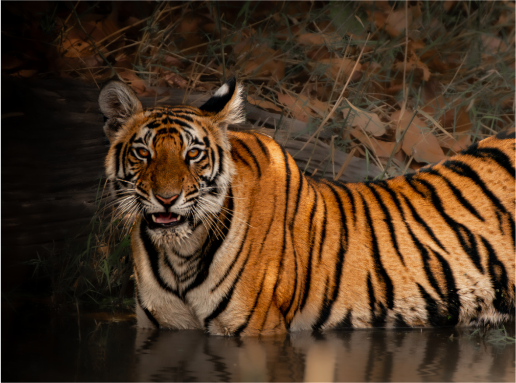 Bengal tiger moment (Fiammetta Venner)