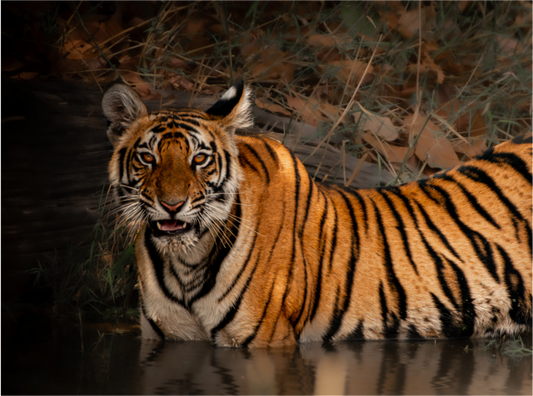 Bengal tiger moment (Fiammetta Venner)