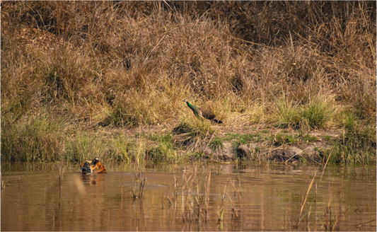 Lonely swimmer (Fiammetta Venner)