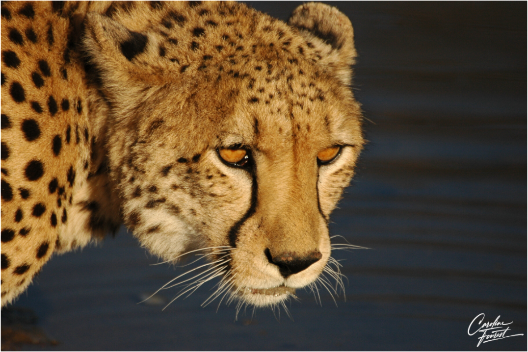 Golden Gaze of the Wild (Caroline Fourest)