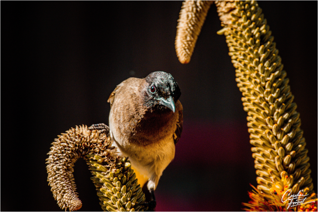 Perched Curiosity (Caroline Fourest)