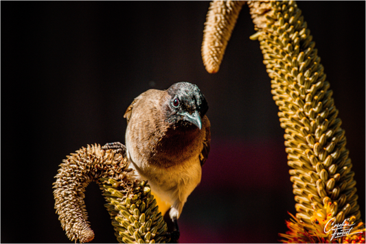 Perched Curiosity (Caroline Fourest)