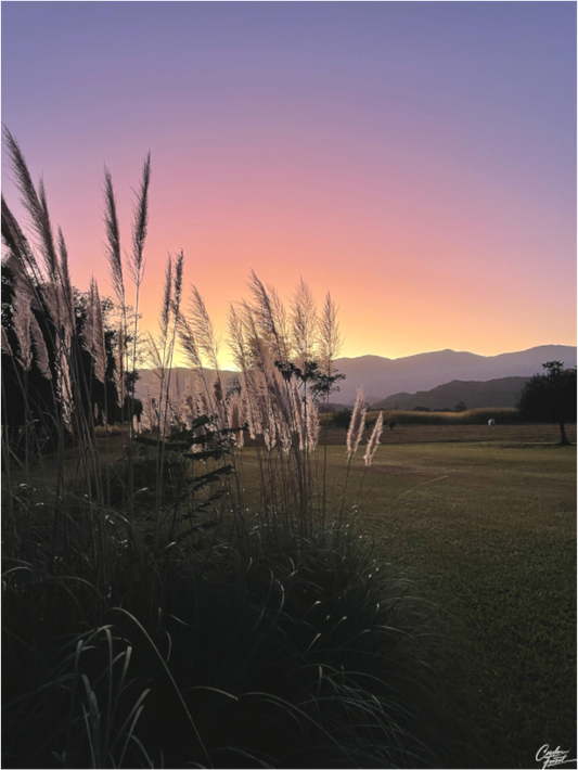 Main image Field of Golden Dreams (Caroline Fourest)