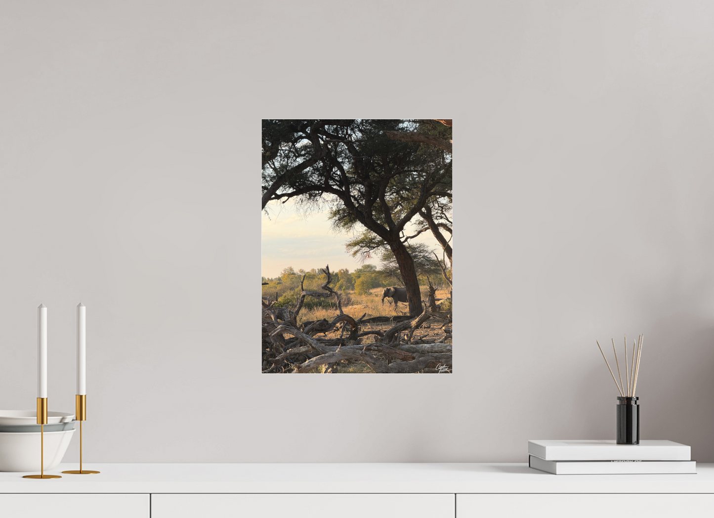 30 x 40 cm, Tirage photo sous Plexi mat The Guardian Tree (Caroline Fourest)