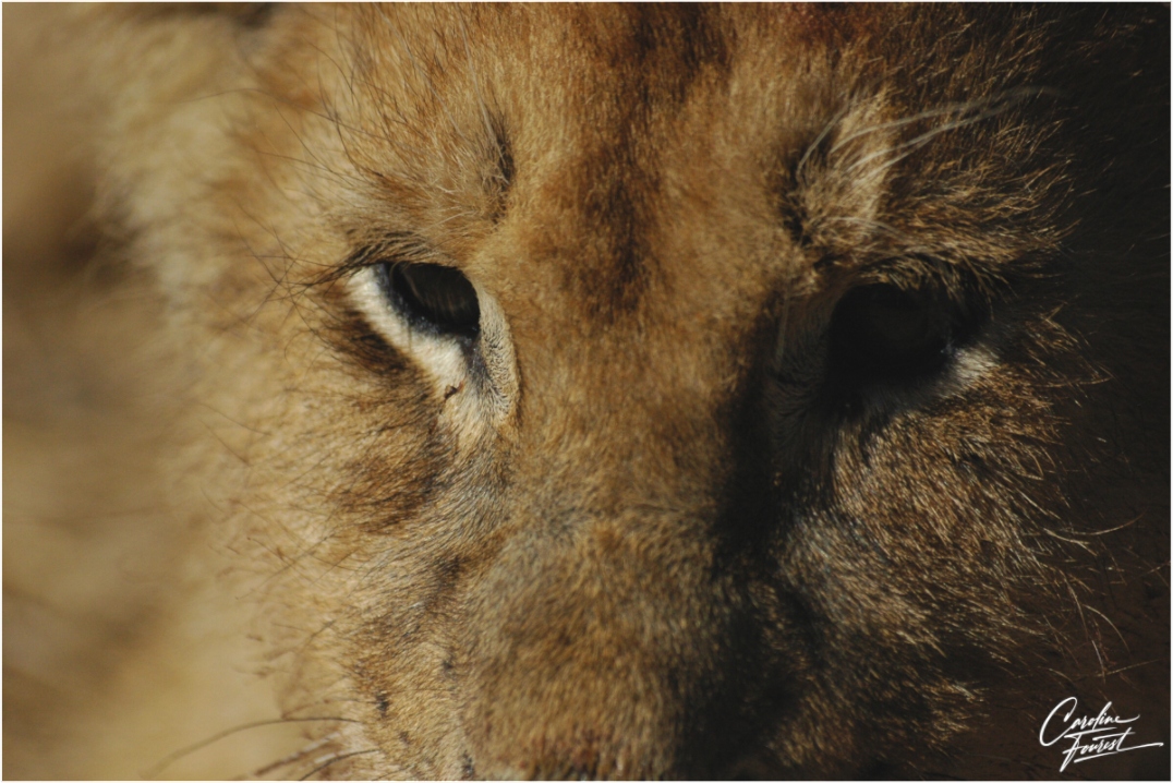 Majestic Cub (Caroline Fourest)