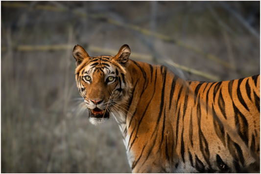 Tiger Thirst (Fiammetta Venner)