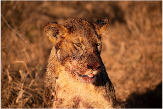 Lioness Resilience (Fiammetta Venner)