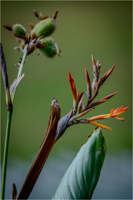 Main image Fiammetta Perou